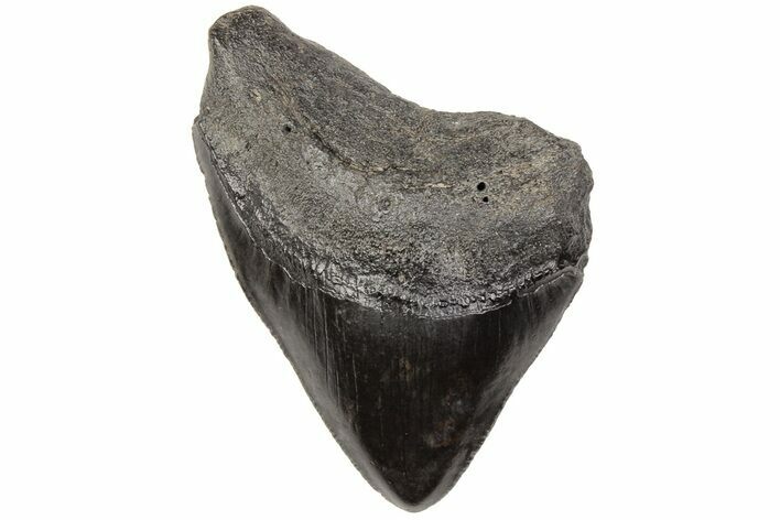 Fossil Megalodon Tooth - South Carolina #203162
